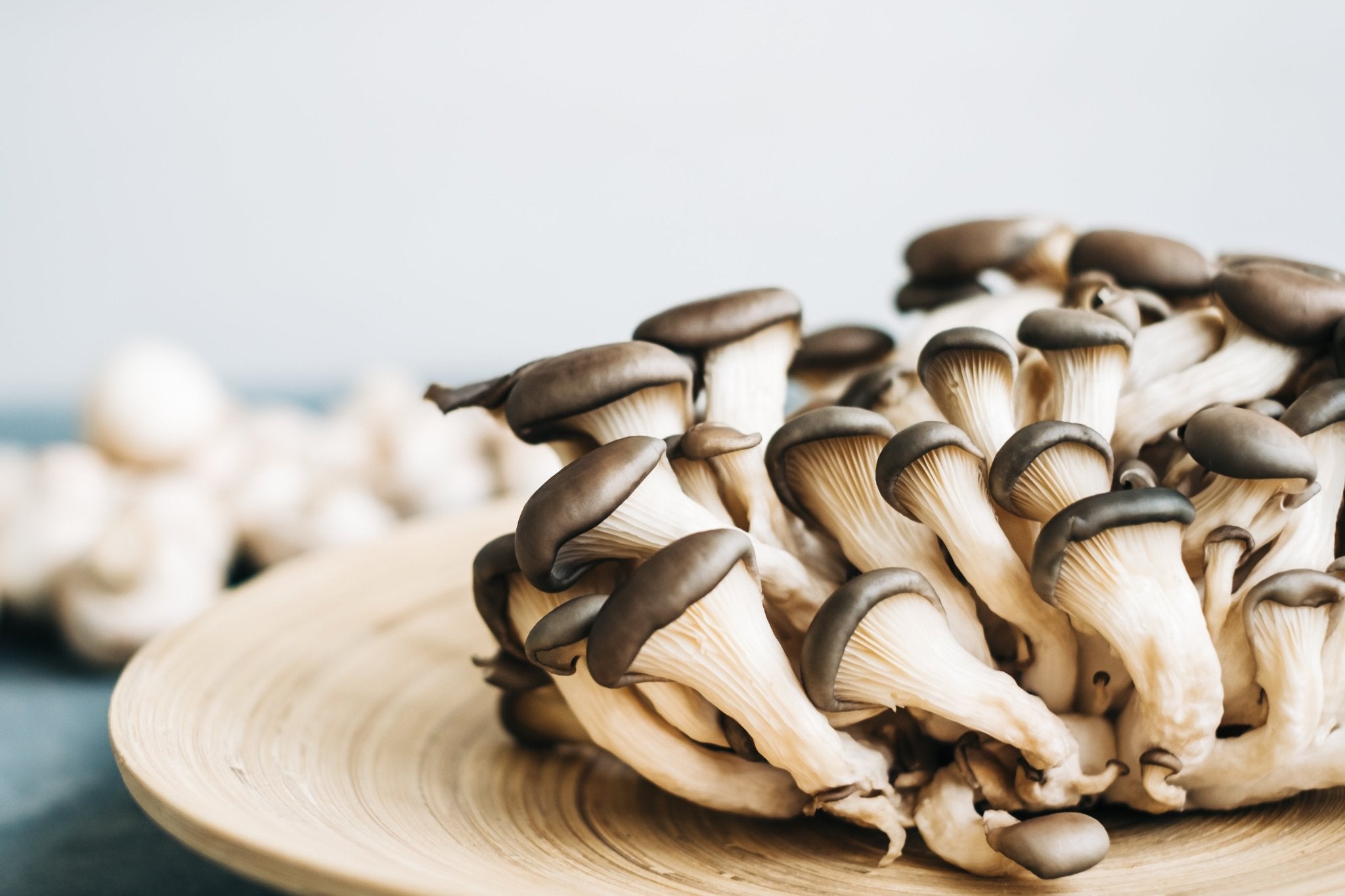 Fresh Blue Oyster mushrooms - My Store
