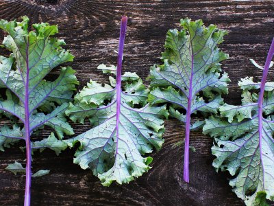 Kale, Red Russian - My Store
