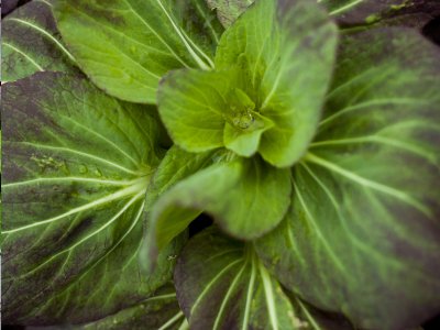 Pak Choi, Rubi - My Store
