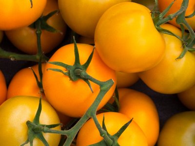 Tomato, Tumbling Tom Yellow - My Store