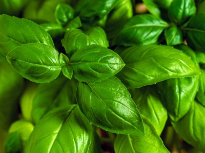 Basil, Genovese - My Store