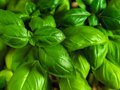 Basil, Lime - My Store