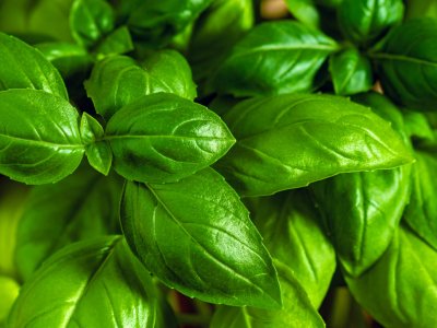 Basil, Lime - My Store