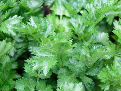 Celery, Celebrity - My Store