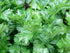 Celery, Celebrity - My Store