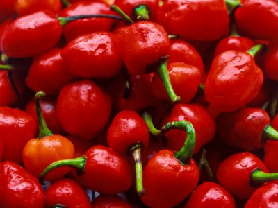 Chilli Pepper, Balls of Fire - My Store