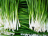 Chives, Garlic - My Store