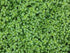 Coriander, Cruiser - My Store