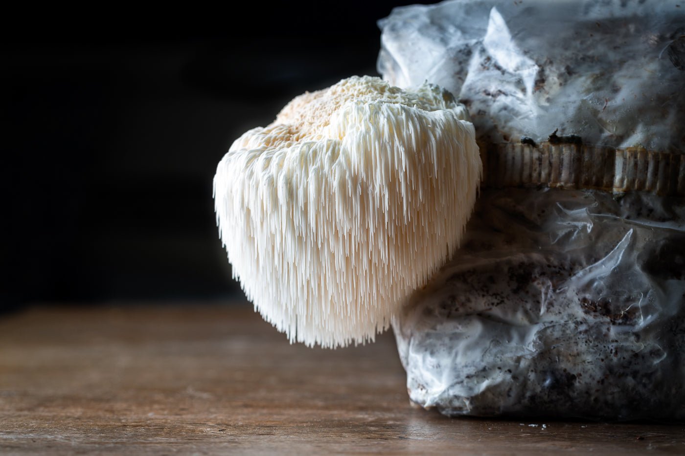 Fresh Lions Mane - My Store
