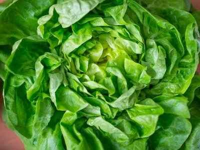 Lettuce, Butterhead - My Store