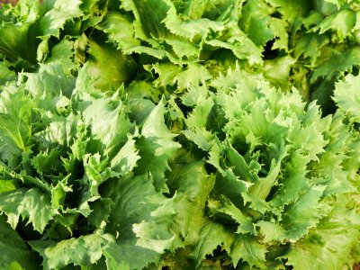 Lettuce, Frisse - My Store