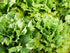 Lettuce, Frisse - My Store