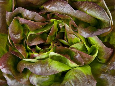 Lettuce, Marvel of Four Seasons - My Store