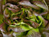 Lettuce, Marvel of Four Seasons - My Store