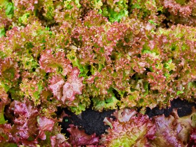 Lettuce, Red Salad Bowl - My Store