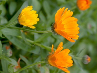 Marigold, Dwarf - My Store
