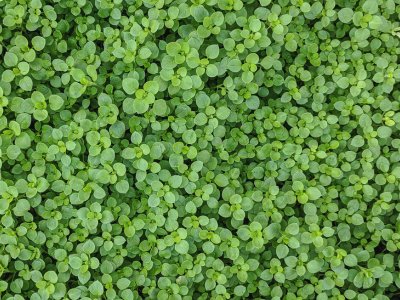 Mint, Corsican - My Store