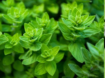 Oregano - My Store