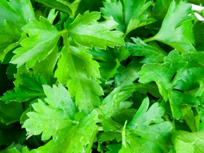 Parsley, Flat Leaf - My Store