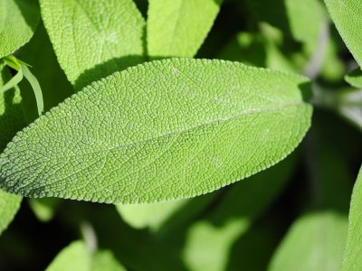 Sage, Common - My Store