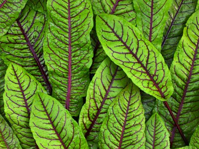 Sorrel, Red Veined - My Store