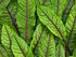 Sorrel, Red Veined - My Store