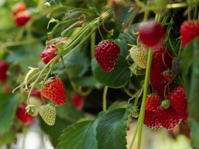 Strawberry, Bare Root - My Store