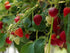 Strawberry, Bare Root - My Store