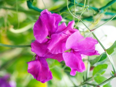 Sweet Pea - My Store