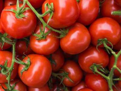 Tomato, Lizzano - My Store