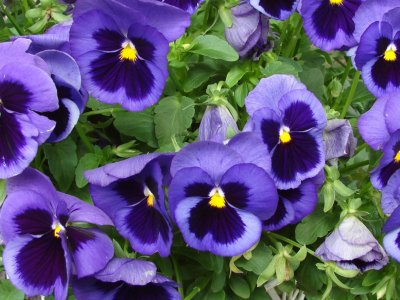 Violas - My Store